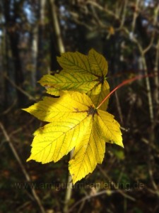 Herbstgold